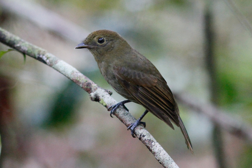 Brown-winged Schiffornis
