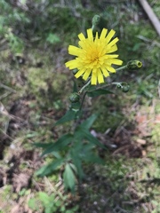 Hieracium laevigatum