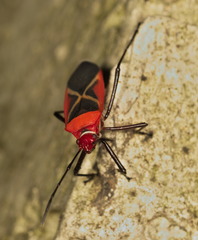 Dysdercus decussatus