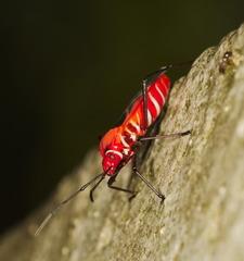 Dysdercus decussatus