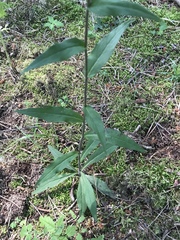 Hieracium laevigatum