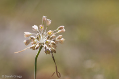 Allium tenuiflorum
