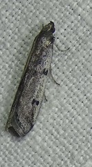 Phycitodes binaevella