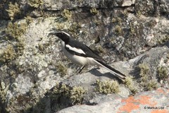 Xenocopsychus ansorgei