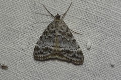 Evergestis sophialis