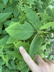 Desmodium cuspidatum