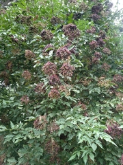 Sambucus nigra