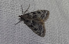 Eudonia truncicolella