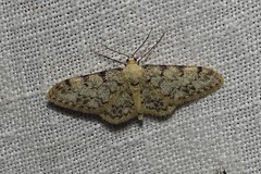 Idaea contiguaria