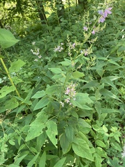 Desmodium cuspidatum