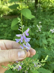 Desmodium cuspidatum