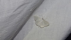 Scopula subpunctaria
