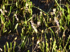 Illecebrum verticillatum