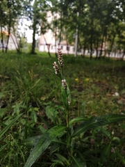 Persicaria maculosa