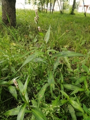 Persicaria maculosa