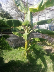Musa × paradisiaca