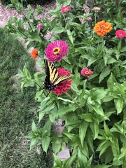 Papilio multicaudata