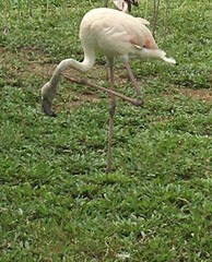 Phoenicopteridae