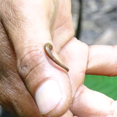 Haemadipsa interrupta