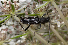 Chlorophorus sartor
