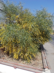 Acacia