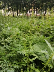 Rumex obtusifolius