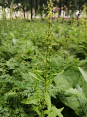 Rumex obtusifolius
