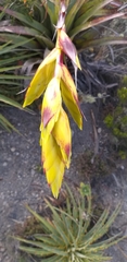 Tillandsia lajensis