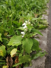 Lamium album