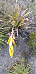 Tillandsia lajensis