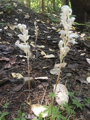 Cephalanthera austiniae