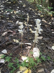 Cephalanthera austiniae