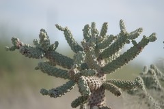 Cylindropuntia fulgida