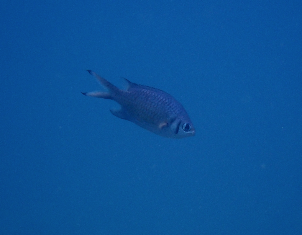 Weber's chromis
