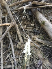 Cephalanthera austiniae