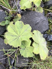 Alchemilla filicaulis vestita