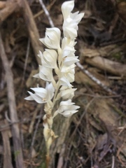 Cephalanthera austiniae