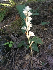 Cephalanthera austiniae