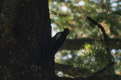 Sphyrapicus nuchalis