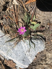 Lewisia pygmaea