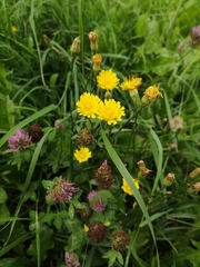 Scorzoneroides autumnalis