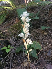 Cephalanthera austiniae