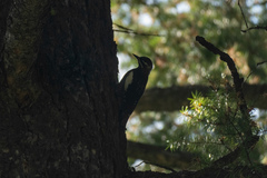 Sphyrapicus nuchalis