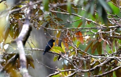 Euphonia minuta