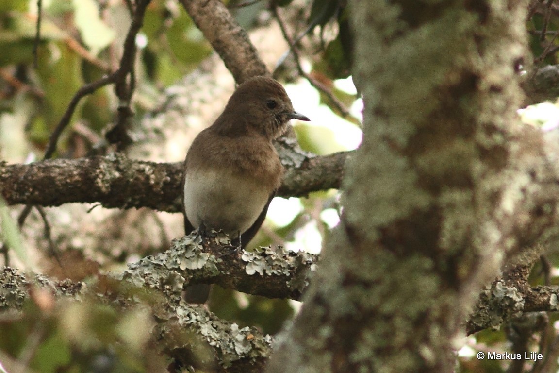 Angola Slaty-Flycatcher illustration