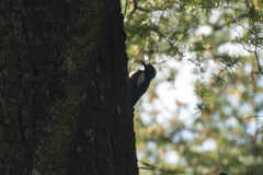 Sphyrapicus nuchalis