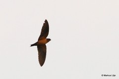 Hirundo nigrorufa