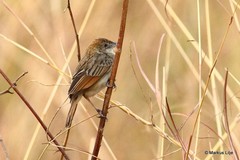 Cisticola robustus