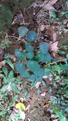 Stephania cephalantha