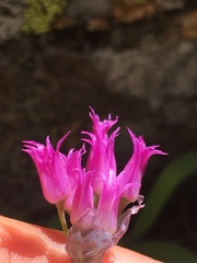Allium brevistylum